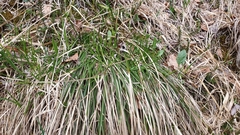 Carex sempervirens