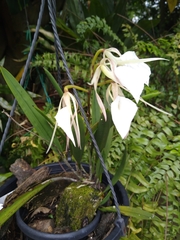 Brassavola