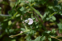 Lotus conimbricensis