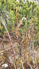Salix waldsteiniana