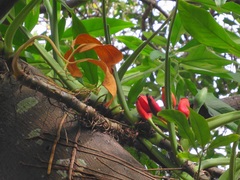 Syngonium angustatum