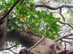 Syngonium angustatum