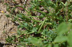 Lotus conimbricensis