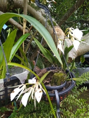 Brassavola