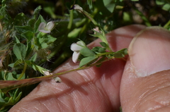 Lotus conimbricensis