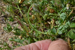 Lotus conimbricensis