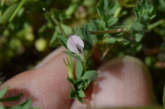 Lotus conimbricensis