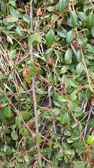 Cotoneaster dammeri