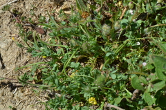 Lotus conimbricensis