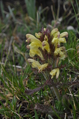 Pedicularis chroorrhyncha