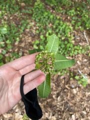 Asclepias amplexicaulis