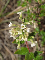Viviania ovata