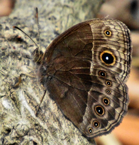 Common Bush Brown
