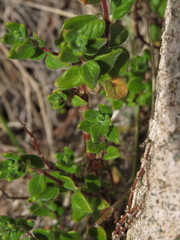 Viviania ovata