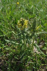 Pedicularis chroorrhyncha