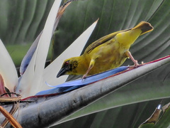 Ploceus cucullatus spilonotus