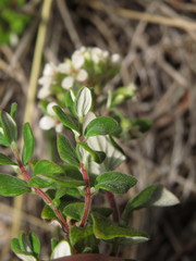Viviania ovata