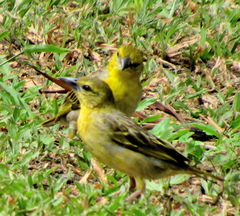 Ploceus cucullatus spilonotus