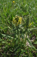 Pedicularis chroorrhyncha