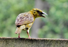 Ploceus cucullatus spilonotus