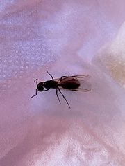 Camponotus lateralis