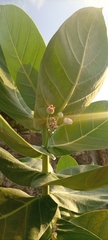 Calotropis procera