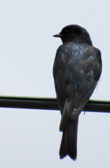 Melaenornis pammelaina ater