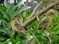 Ploceus cucullatus spilonotus