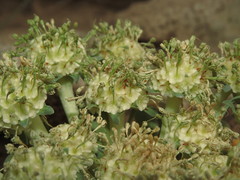 Gamocarpha scapigera