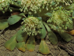 Gamocarpha scapigera