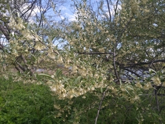 Elaeagnus umbellata