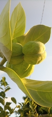 Calotropis procera