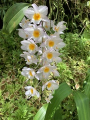 Dendrobium griffithianum