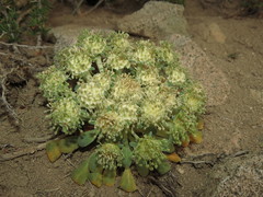 Gamocarpha scapigera