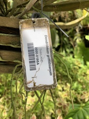 Dendrobium griffithianum