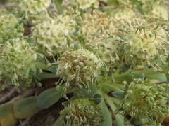 Gamocarpha scapigera