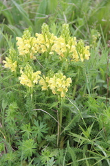 Pedicularis chroorrhyncha