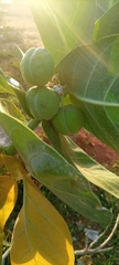Calotropis procera