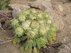 Gamocarpha scapigera