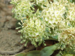 Gamocarpha scapigera