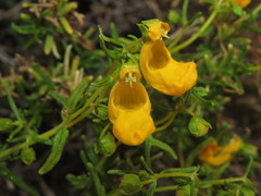 Calceolaria hypericina
