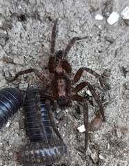 Asthenoctenus borellii