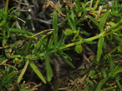 Calceolaria hypericina