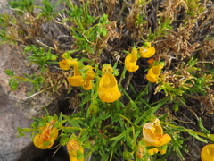 Calceolaria hypericina