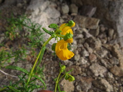 Calceolaria hypericina
