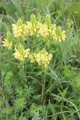 Pedicularis chroorrhyncha