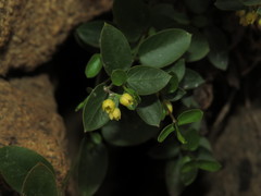 Diplolepis mucronata