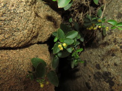 Diplolepis mucronata