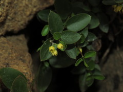 Diplolepis mucronata