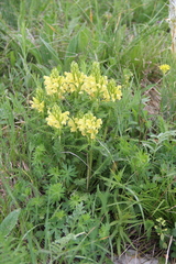 Pedicularis chroorrhyncha